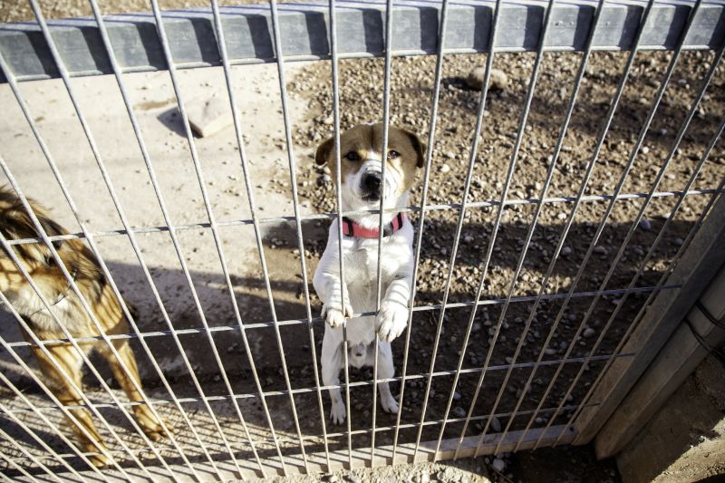 Pet Fence Repair