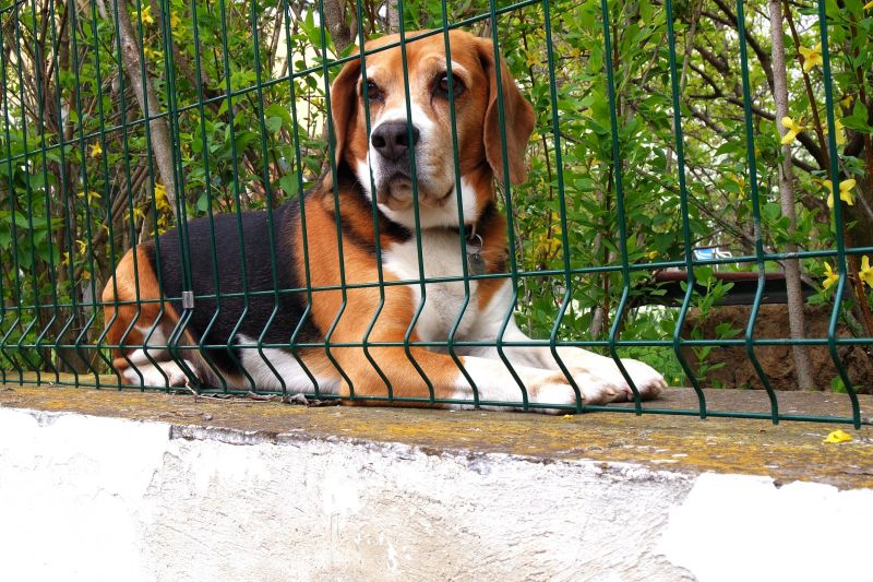 Pet Fence Repair